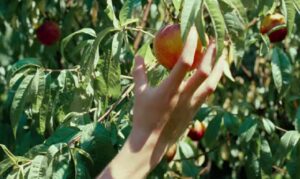 cmbyn_peach tree